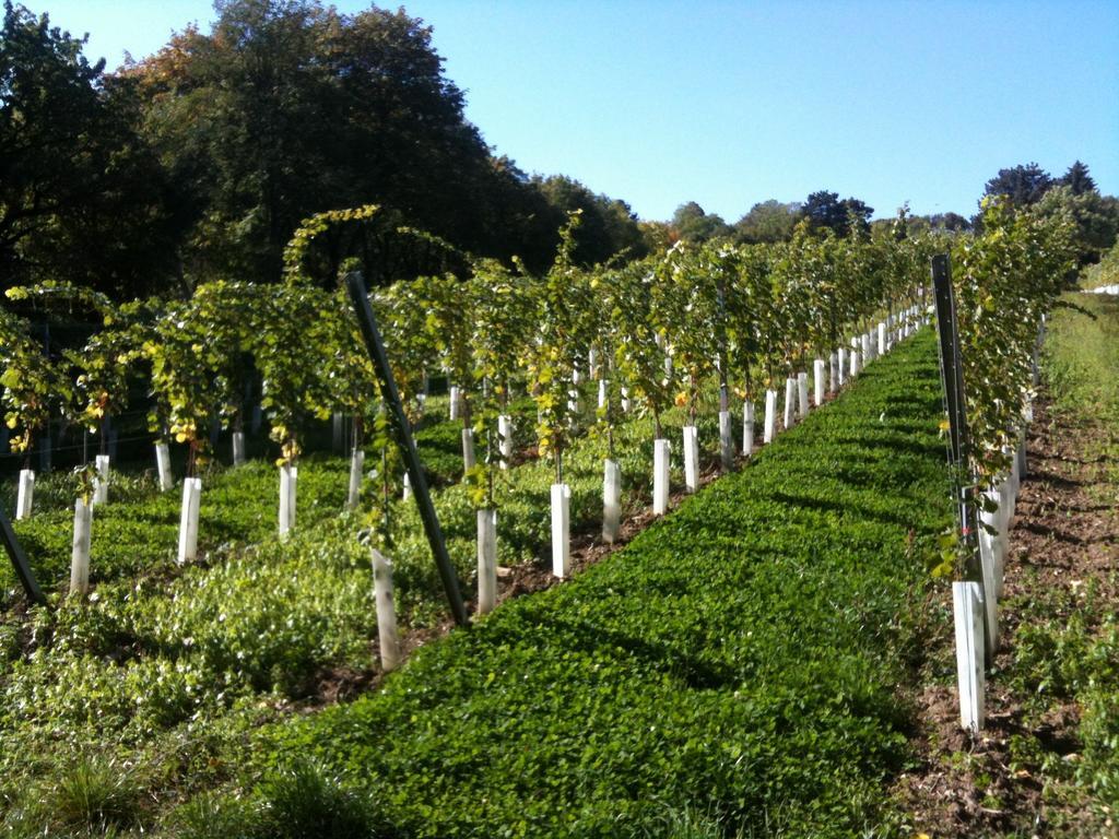 Exquisites Gartenapartment in eleganter Jugendstilvilla Viena Exterior foto